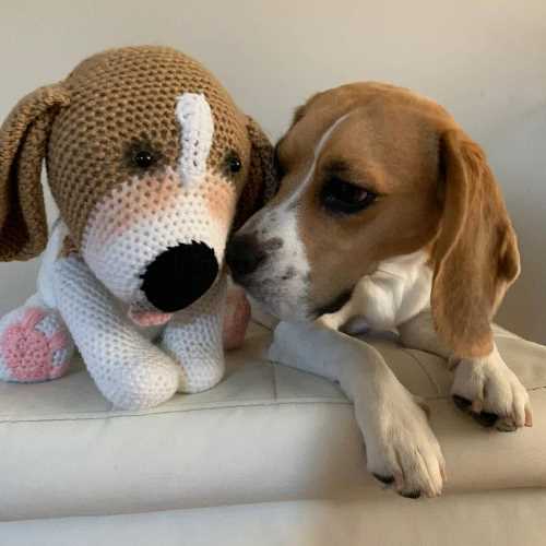 Amigurumi Cane Beagle Sunny all´uncinetto-2