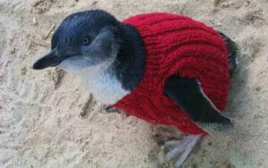 Alfred Date aiuta i pinguini con maglioni all´uncinetto - pinguino con maglione