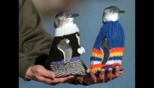 Alfred Date aiuta i pinguini con maglioni all´uncinetto - pinguini con maglione
